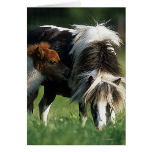 Miniaturstute u. Fohlen 2