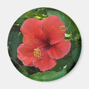 Minikunst-Rot-Hibiskus Magnet