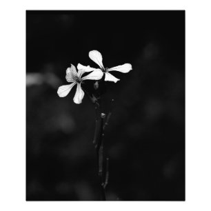 minimale schwarze und weiße Blumenelemente Fotodruck