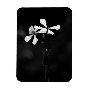 minimale schwarze und weiße Blumenelemente Magnet