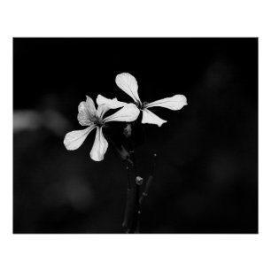 minimale schwarze und weiße Blumenelemente Poster