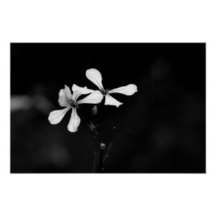minimale schwarze und weiße Blumenelemente Poster