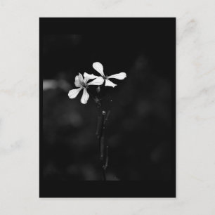 minimale schwarze und weiße Blumenelemente Postkarte