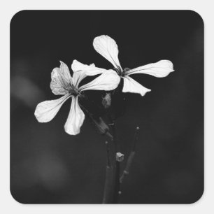 minimale schwarze und weiße Blumenelemente Quadratischer Aufkleber