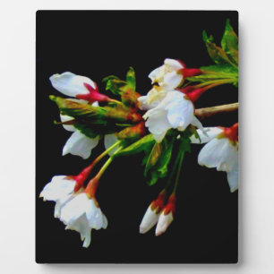 Minimalist Black White flowering Cherry Blossoms Fotoplatte