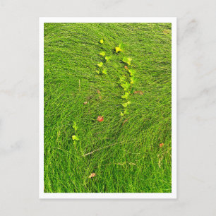 Minimalistische grüne Efeu in fließendem Gras Foto Postkarte