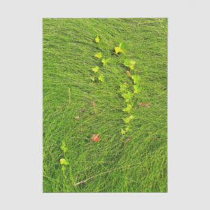 Minimalistische Grüne Efeu in fließendem Gras Foto Seidenpapier