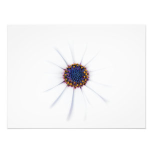 Minimalistische White Daisy-Blume auf weißem Hinte Fotodruck