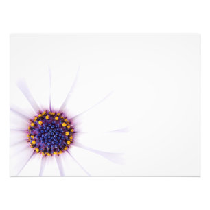 Minimalistische White Daisy-Blume auf weißem Hinte Fotodruck