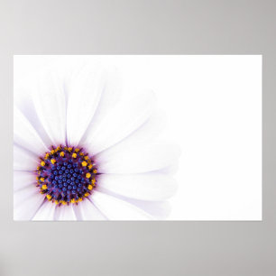 Minimalistische White Daisy-Blume auf weißem Hinte Poster