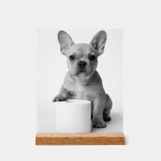 Minimalistischer lustiger französischer Bulldogge  Acrylschild