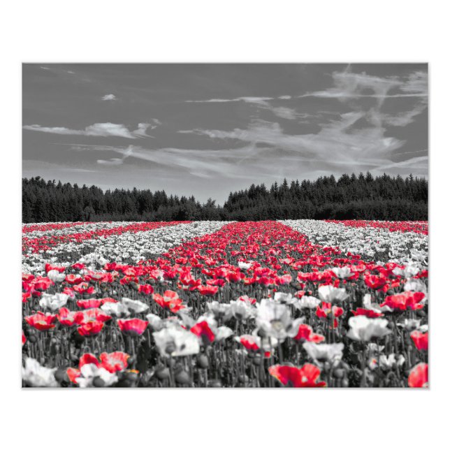 Minimalistisches Farbfoto für die Blume Fotodruck (Vorne)