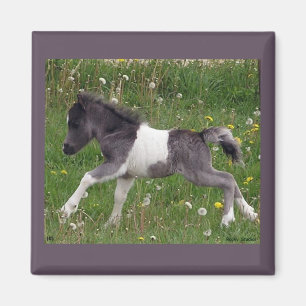 Minipferdemagnet Magnet