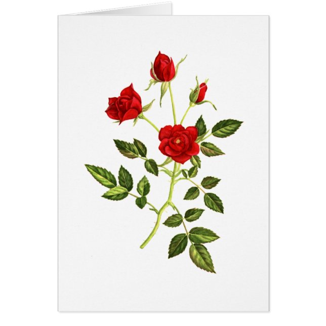 Minirote Rose (Vorne)