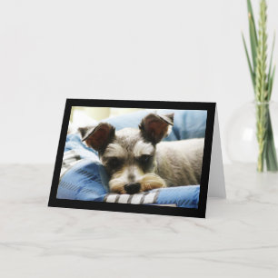 MiniSchnauzer Feiertagskarte