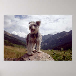 MiniSchnauzer Poster
