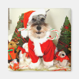 Minischnauzer-Weihnachtsmagnet Magnet