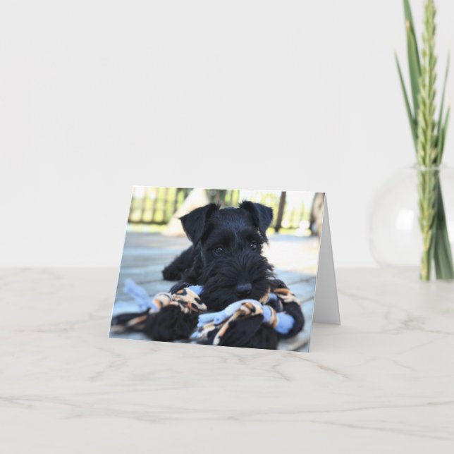 Minitour Schnauzer Note Card #5 - leer Karte (Vorderseite)