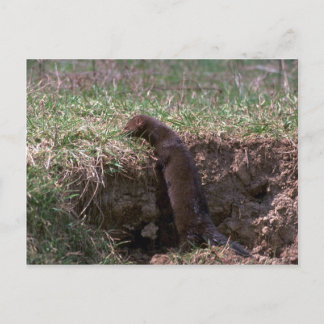 Mink auf der Strombank Postkarte