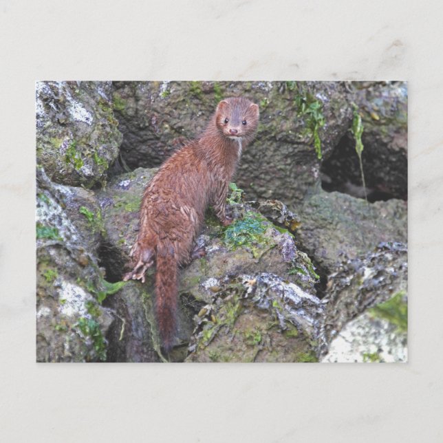 Mink-Bild Postkarte (Vorderseite)