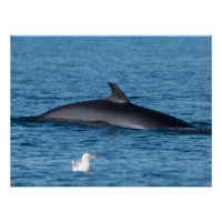 Minke Wal und Seagull in der Natur Nordnorwegens