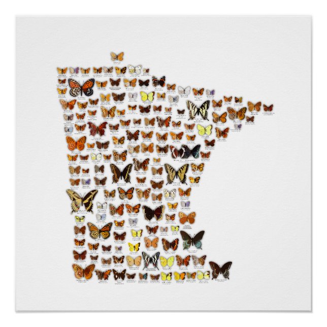 Minnesota Butterflies Poster (Vorderseite)