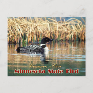 Minnesota Staat Bird - Gemeinsame Lounge Postkarte