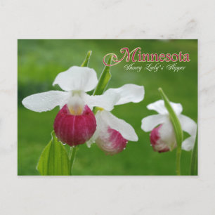 Minnesota Staat Blume: Showy Lady's Slipper Postkarte