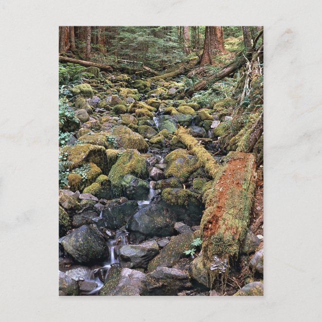 Minnesota-Steinbachlauf aus dem Wald Postkarte (Vorderseite)