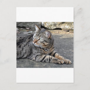 Minnie the Minx Postkarte