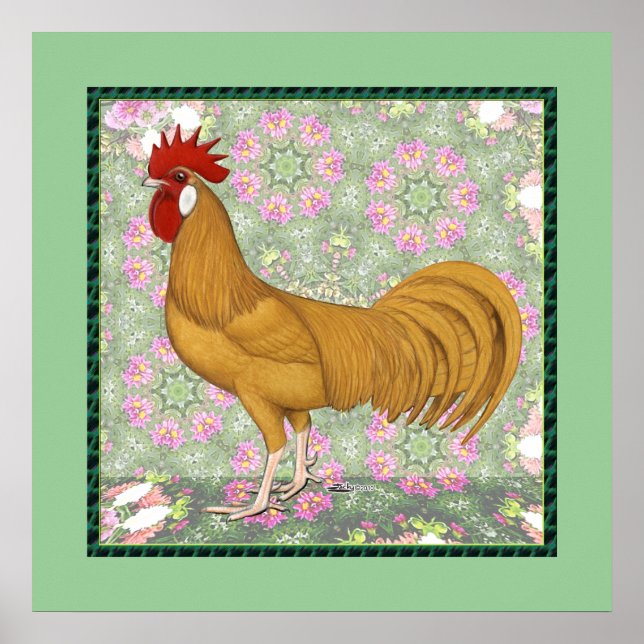 Minorca: Alte Rooster Poster (Vorne)