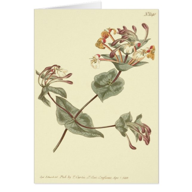 Minorca Honeysuckle Yellow Illustration (Vorne)