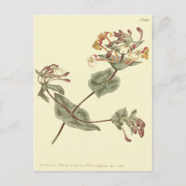 Minorca Honeysuckle Yellow Illustration Postkarte