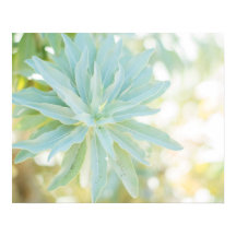 Mint Green Succulent Cactus Blume Nature Fine Art