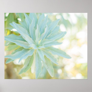 Mint Green Succulent Cactus Blume Nature Fine Art Poster