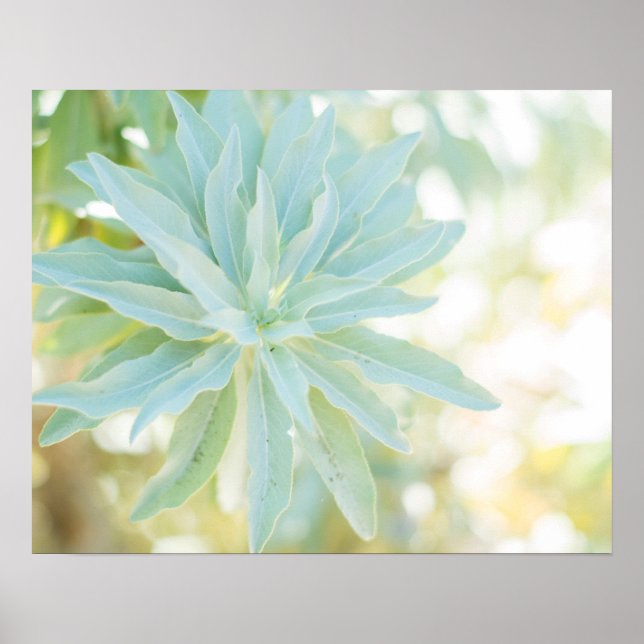 Mint Green Succulent Cactus Blume Nature Fine Art Poster (Vorne)