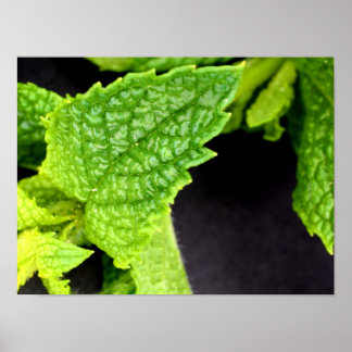 Mintleaf-Plakat Poster