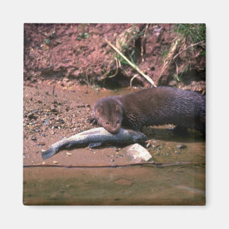 Minze mit kleinen Fischen Magnet