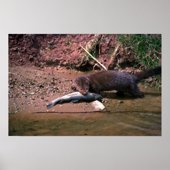 Minze mit kleinen Fischen Poster (Vorne)