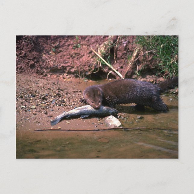 Minze mit kleinen Fischen Postkarte (Vorderseite)