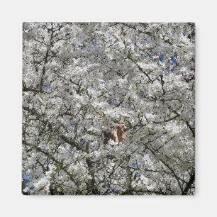 Mirabelle Blossom Kühlschrankmagnet Magnet