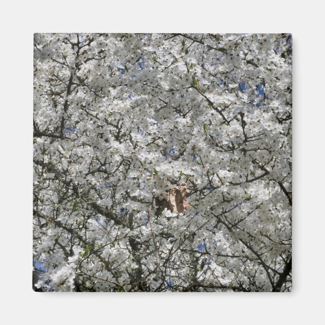 Mirabelle Blossom Kühlschrankmagnet Magnet (Vorne)