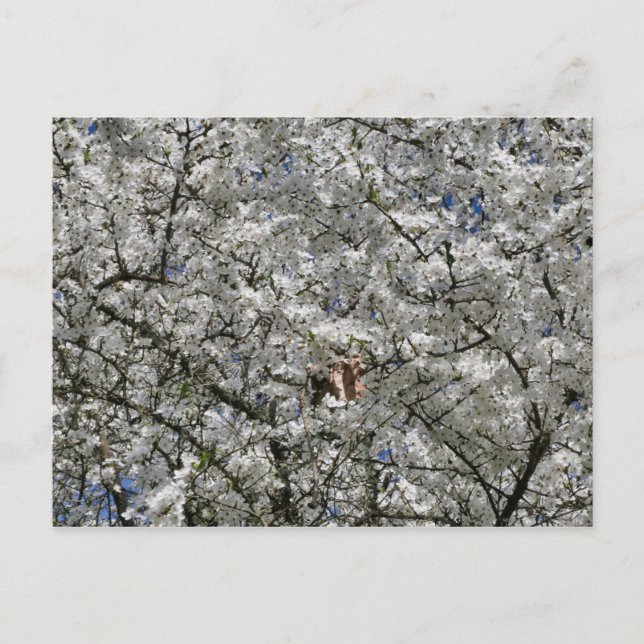 Mirabelle Blossom Postcard Postkarte (Vorderseite)
