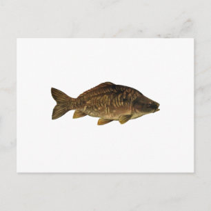 Mirror Carp Postkarte