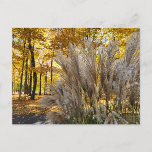 Miscanthus Maiden Grass Silver Plumes im Herbst Postkarte