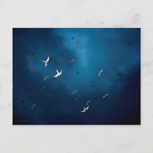 Miscellaneous - Arctic Tern & Blue Sky Pattern Postkarte