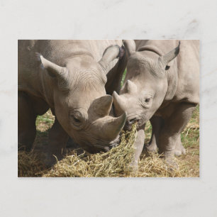 Miscellaneous - Hungry Black Rhinoceros Pattern Postkarte