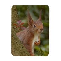 Mischeuvous Red Squirrel