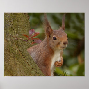 Mischeuvous Red Squirrel Poster