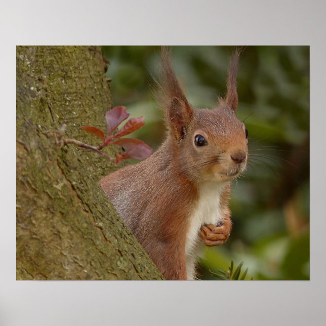 Mischeuvous Red Squirrel Poster (Vorne)